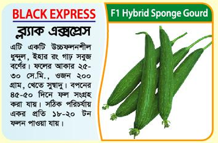 Picture of Black Express Hybrid Sponge Gourd Seed 10g