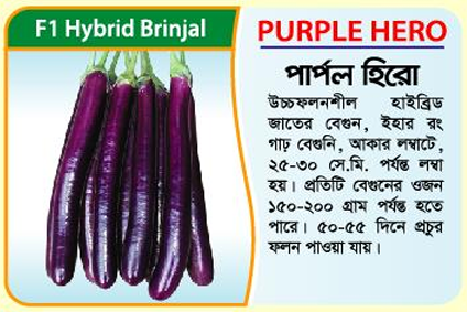 Picture of Purple Hero – F1 Hybrid Brinjal (5 gm) -1kg