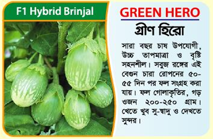 Picture of Green Hero – F1 Hybrid Brinjal (5 gm) - 1kg