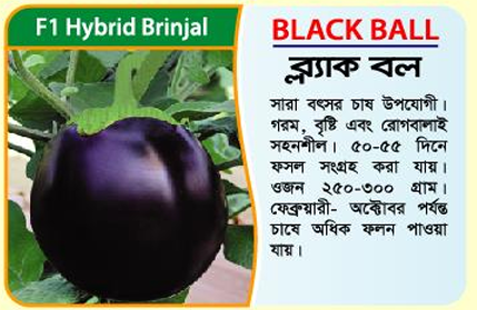 Picture of Black Ball – F1 Hybrid Brinjal (5 gm) - 1kg