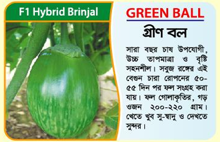 Picture of Green Ball – F1 Hybrid Brinjal 5 gm