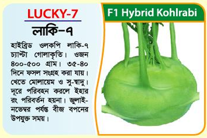 Picture of Lucky-7 Hybrid Kohlrabi Seed (20 gm) - 1kg