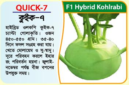 Picture of Quick-7 Hybrid Kohlrabi Seed 10 gm