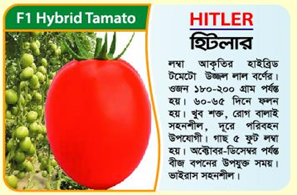 Picture of Hitler Hybrid Tomato Seed 1 gm