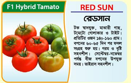 Picture of RED SUN Hybrid Tomato Seed 5 gm