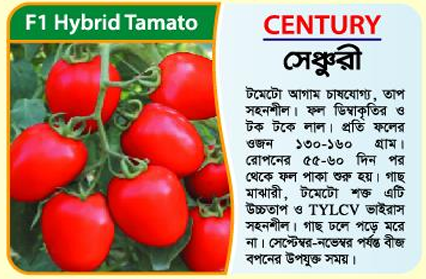 Picture of CENTURY Hybrid Tomato Seed 5 gm