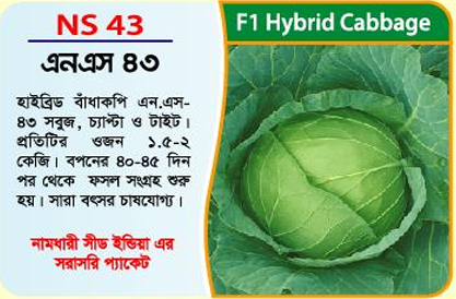 Picture of NS 43 Hybrid Cabbage Seed (10 gm) - 1kg