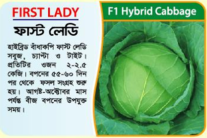 Picture of First Lady Hybrid Cabbage Seed 10 gm