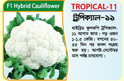 Picture of Tropical-11 F1 Hybrid Cauliflower -10gm