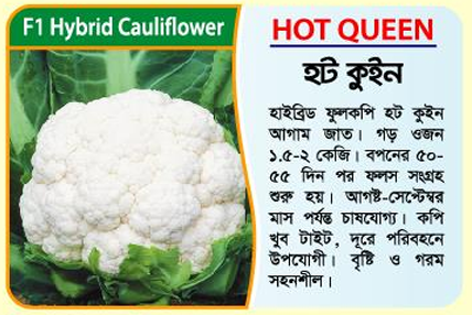 Picture of Hot Queen F1 Hybrid Cauliflower -10g