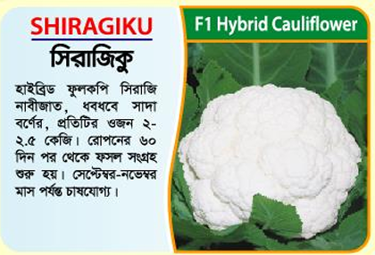 Picture of Shiragiku F1 Hybrid Cauliflower (10gm)