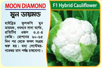 Picture of Moon Diamond Hybrid Cauliflower Seeds (10 grams) -1kg