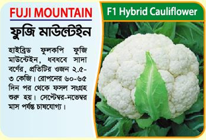 Picture of Fuji Mountain Hybrid Cauliflower Seeds 10 grams