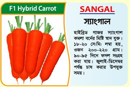 Picture of Sangal Hybrid Carrot Seeds (100 grams) -1kg