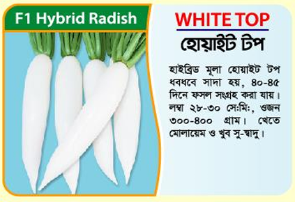 Picture of White Top Hybrid Radish Seeds (100g tin) - 1kg