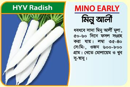 Picture of Mino Early Radish Seeds (400g tin) - 1kg