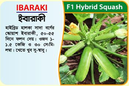 Picture of Ibaraki Hybrid Squash Seeds 5 grams