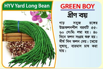 Picture of Green Boy High-Yielding Yard Long Bean Seeds 100 grams Tin