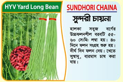 Picture of Sundhori Chaina High-Yielding Yard Long Bean Seeds (100 grams) -1kg