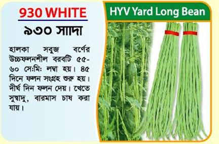 Picture of 930 White High-Yielding Yard Long Bean Seeds (100 grams) - 1kg