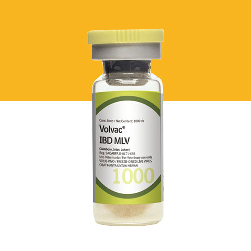 Picture of Volvac IBD MLV 